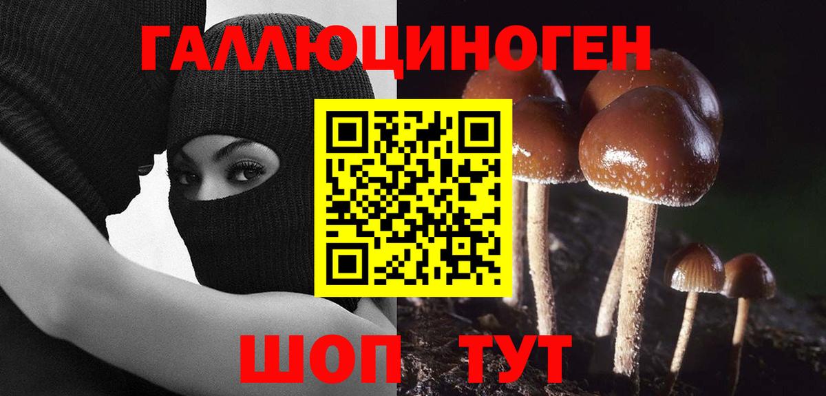 Галлюциногенные грибы Psilocybine cubensis  Вход с VPN  Чернушка  Псилоцибиновые грибы Cubensis 
